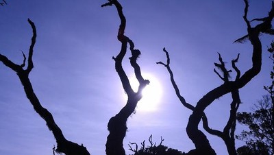 Kisah Pohon Mati di Puncak Pangrango