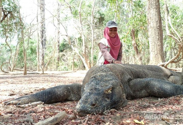 Lebih Rinci Mengenal Komodo Legenda Dan Kawasannya