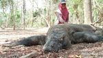 Lebih Rinci Mengenal Komodo, Legenda dan Kawasannya