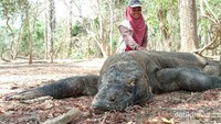 Asyiknya bermain dengan Komodo