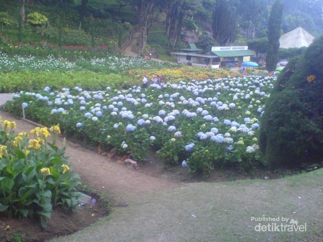 Libur Natal, Saatnya Tamasya ke Taman Bunga Selecta di Batu