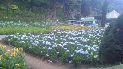 Libur Natal, Saatnya Tamasya ke Taman Bunga Selecta di Batu