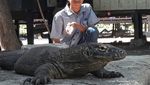 Liburan Murah Lihat Komodo Langsung di NTT Liburan Murah Lihat Komodo Langsung di NTT