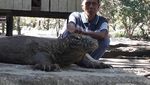 Liburan Murah Lihat Komodo Langsung di NTT Liburan Murah Lihat Komodo Langsung di NTT