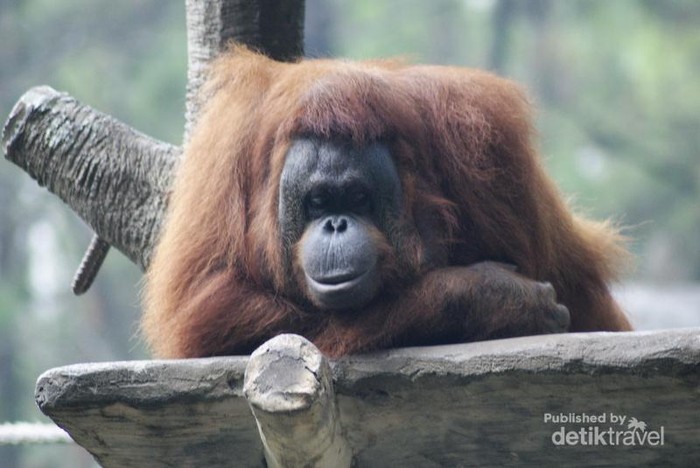 Liburan Sambil Lihat Aksi Jenaka Dari Hewan di Prigen Jatim