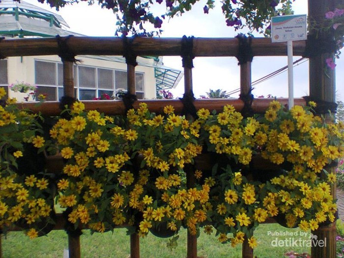 Liburan yang Berbunga-bunga di Cianjur