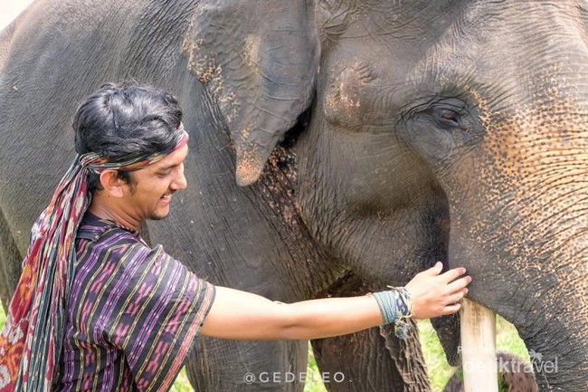 Lucunya Gajah di Lampung
