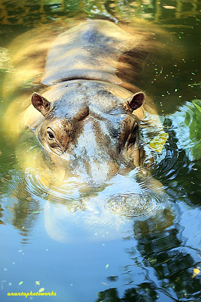 Maharani Zoo, Kebun Binatang dan Gua Keren di Lamongan