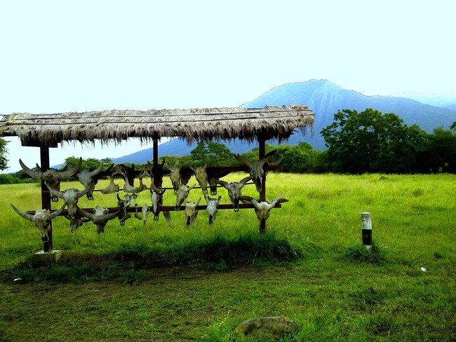 Mau Lihat Afrika? Datang Saja ke Baluran