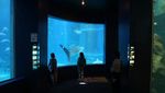 Melihat Ratusan Hewan Laut di Kaiyukan Aquarium Osaka