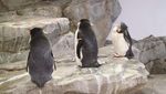 Melihat Ratusan Hewan Laut di Kaiyukan Aquarium Osaka