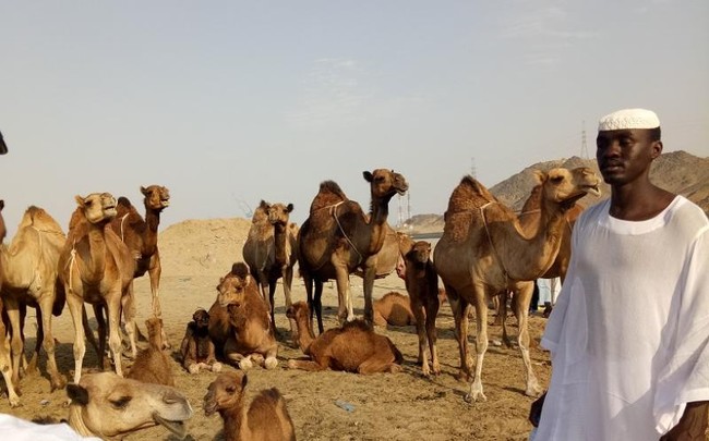 Melihat Unta Arab di Hudaibiyyah