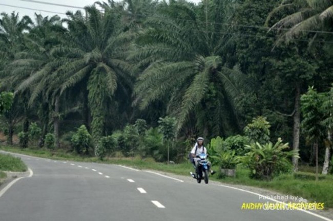 Membelah Hutan Menuju Danau Toba