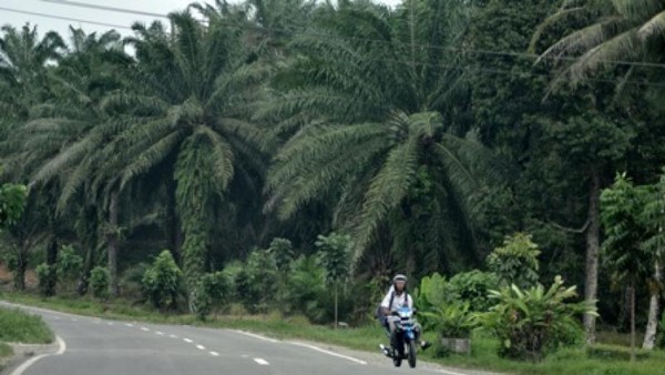 Membelah Hutan Menuju Danau Toba