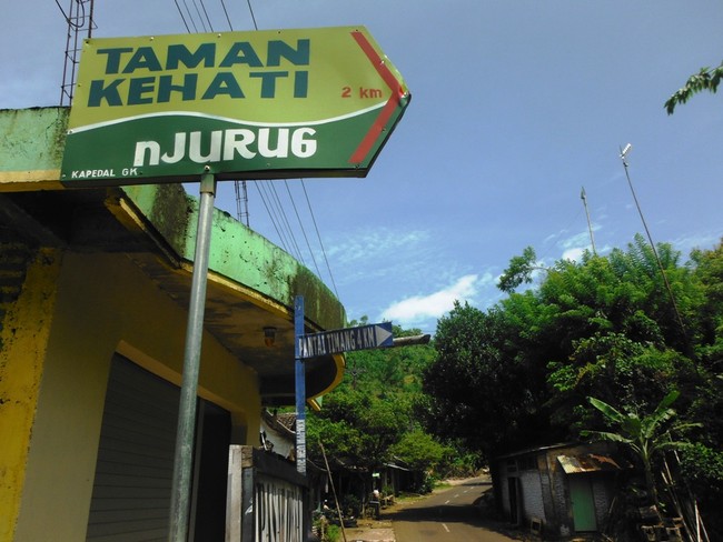 Menantang Maut Demi Lobster di Gunungkidul