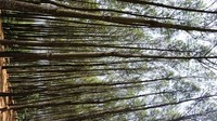 Pepohonan Pinus yang masih rapat dan teduh membuat hawa panas terhalang oleh daun-daun pinus