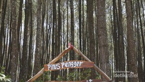 Mendatangi Hutan Pinus Paling Terkenal di Yogyakarta