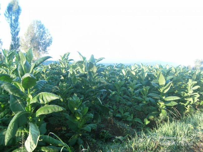 Menelusuri Ladang Tembakau di Lereng Gunung Sumbing, Jawa Tengah