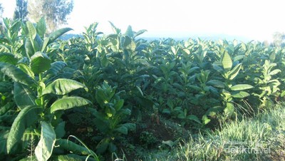 Menelusuri Ladang Tembakau di Lereng Gunung Sumbing, Jawa Tengah