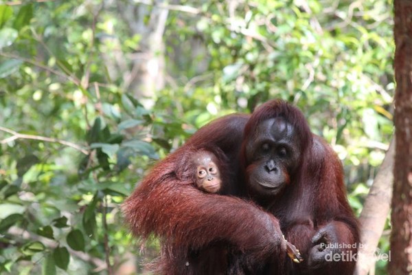 Ibu dan bayi orangutan di Camp Leakey feeding camp