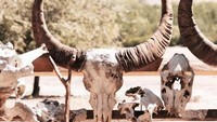 Kerangka banteng yang telah mengering