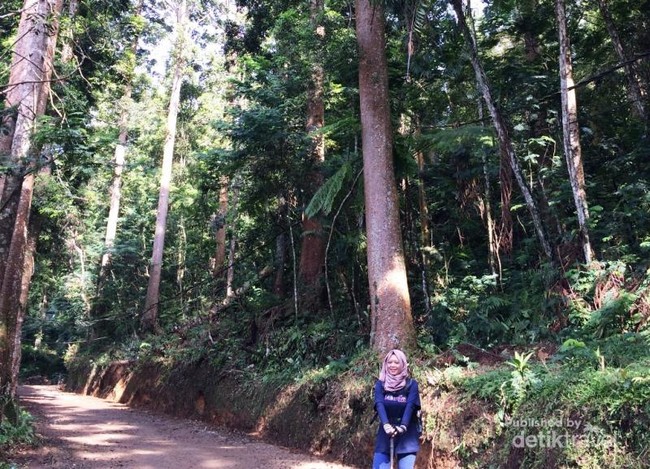 Menjelajahi Hutan Taman Nasional Gunung Gede Pangrango