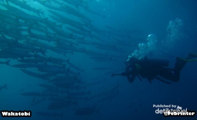 Menyelami Pesona Bawah Laut Wakatobi
