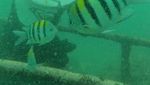 Merasakan Tekanan Air Begitu Hebat Saat Berjalan di dalam Laut