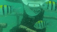Kalia yang ingin sea walker jangan lupa memperhatikan arahan guide atau instruktur