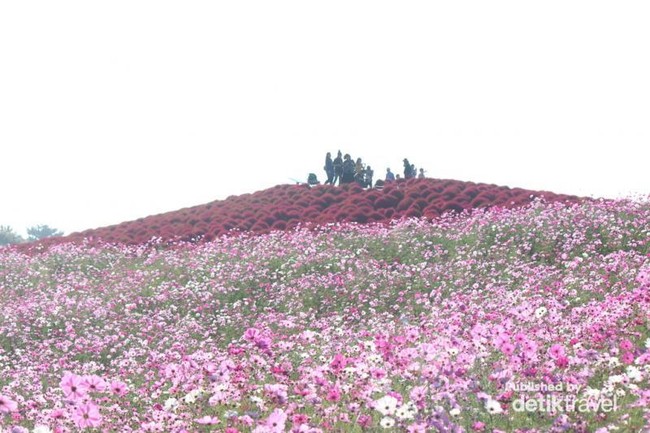 Musim Gugur di Jepang, Bisa Lihat Taman Bunga Cantik di Ibaraki