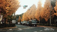 Menikmati musim gugur di Jepang