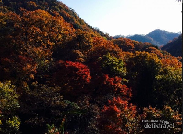 Musim Gugur Yang Penuh Warna Di Jepang