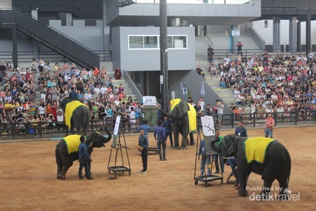 Nonton Pertunjukkan Gajah di Thailand, Bisa!