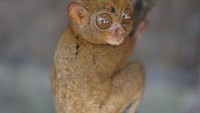 Tarsius-binatang malam khas Belitong