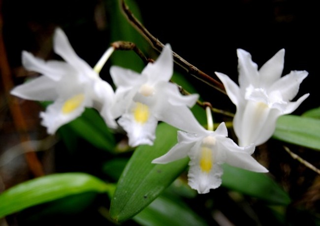 One of The Most Beautiful Orchid On Earth
