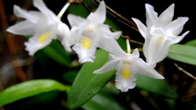 One of The Most Beautiful Orchid On Earth
