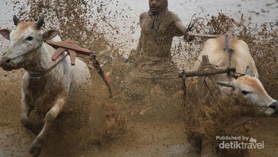 Pacu Jawi, Tradisi Ratusan Tahun di Sumatera Barat