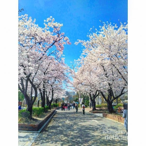 Bunga sakura bermekaran cantik di sepanjang Taman. Walaupun hanya duduk di pinggiran taman seorang diri tapi tetap bahagia karna lihat pemandangan secantik ini. Bunga sakura bermekaran cantik di sepanjang Taman. Walaupun hanya duduk di pinggiran taman seorang diri tapi tetap bahagia karna lihat pemandangan secantik ini.