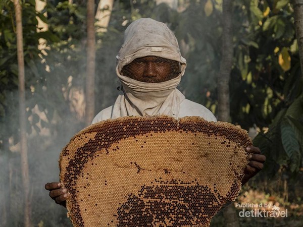 Panen Madu Hutan Flores Tanpa Rusak Alam Keren