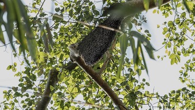 Panen Madu Hutan Flores Tanpa Rusak Alam, Keren!