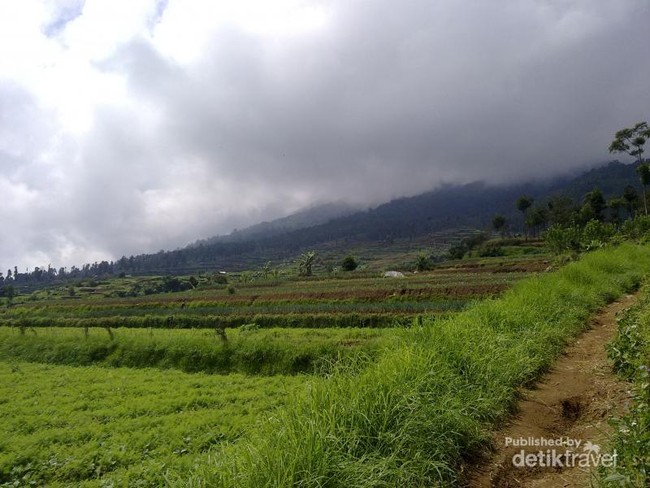 Penat di Kota? Yuk Kabur Ke Gunung Gede