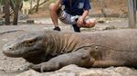 Pengalaman Solo Traveling Berkesan ke Labuan Bajo