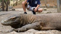 Bertemu dengan komodo pun terealisasikan