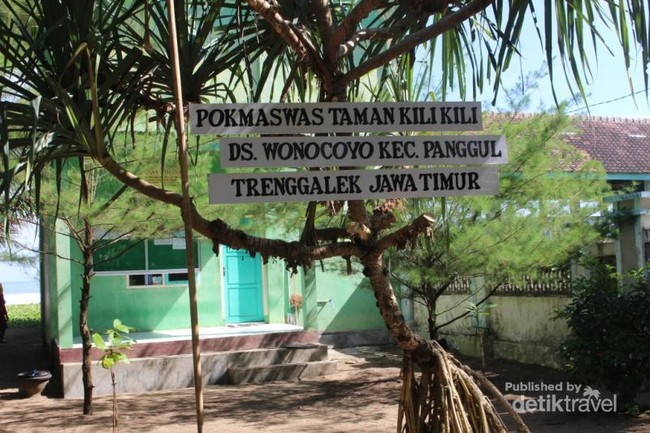 Perjalanan Panjang Tukik Penyu Sebelum ke Laut