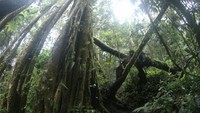 Hutan lebat dengan pepohonan yang besar dan rapat.