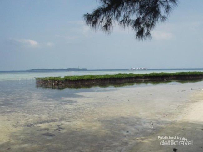Pulau Pramuka, Snorkeling & Main dengan Hiu
