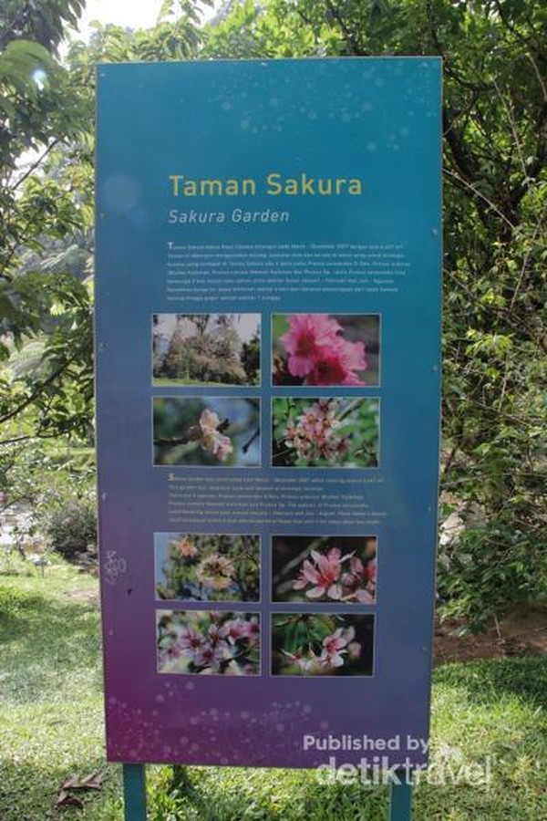 Informasi mengenai Taman Sakura Kebun Raya Cibodas