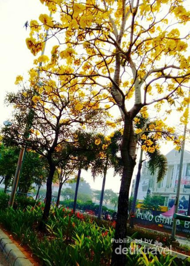 Saat Tabebuya Mekar di Serpong, Serasa di Luar Negeri