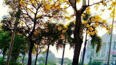 Saat Tabebuya Mekar di Serpong, Serasa di Luar Negeri