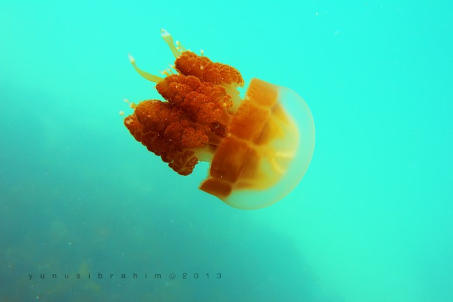 Saingan Raja Ampat Ada di Derawan, Kaltim